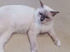 -藏猫猫咖啡主题馆(中央大道店)