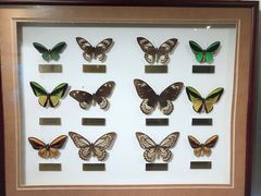 -上海昆虫博物馆