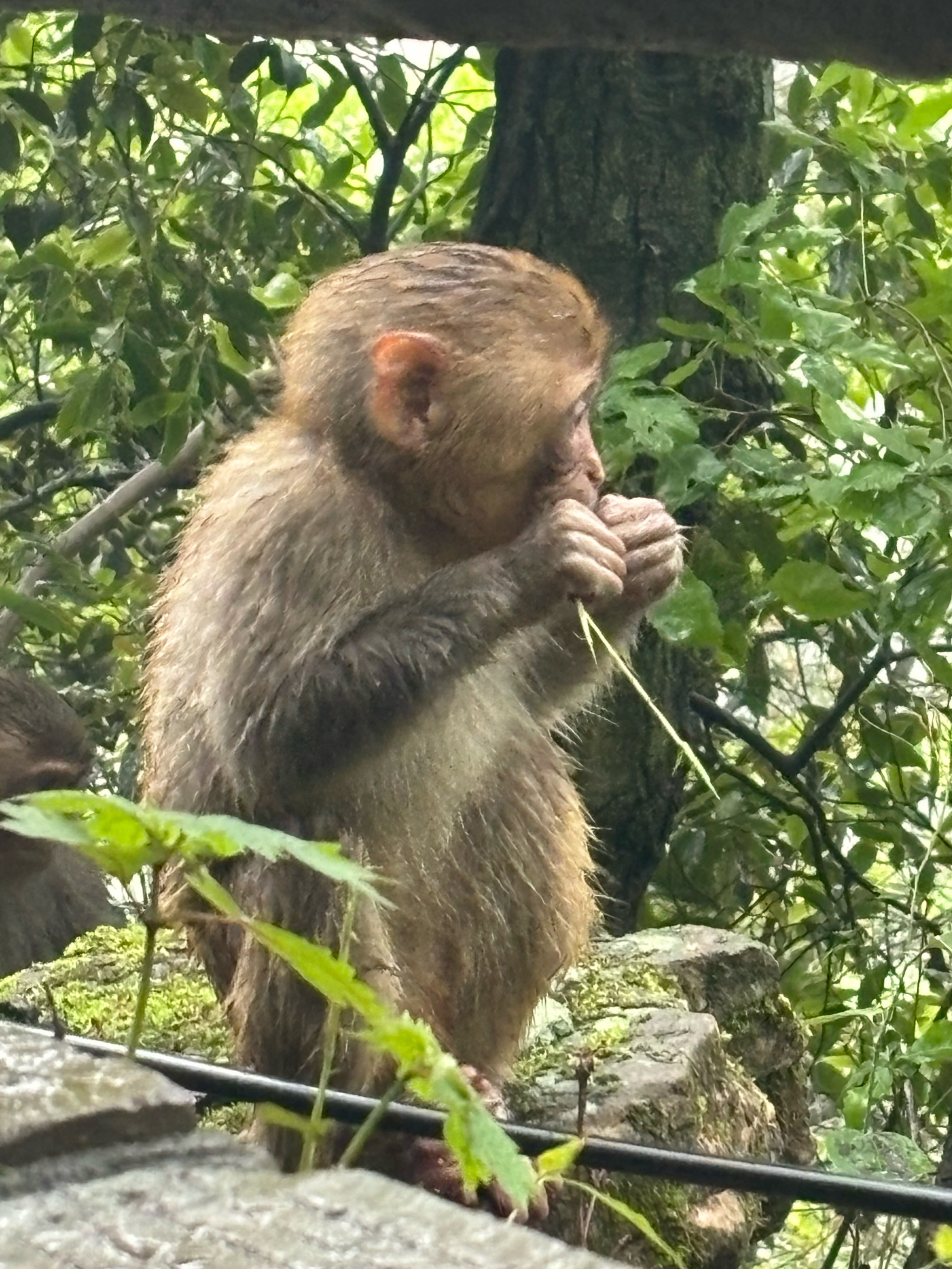 泗阳动物园猴子图片