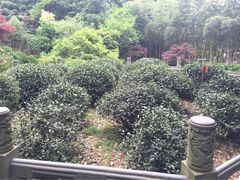 -十八棵（老龙井）御茶园(老龙井店)