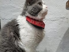 -猫色咖啡·猫咖