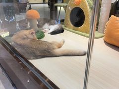 -momokira米努特·德文卷毛猫·棉花面纱犬