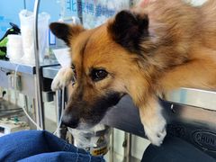 -北京博爱动物医院有限公司