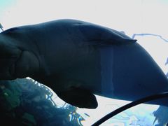 -悉尼海洋生物水族馆