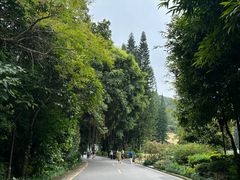 -深圳仙湖植物园