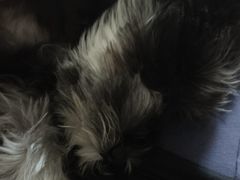 -佑安动物医院·全科·内窥镜中心(幸福巷店)