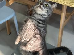 -豆逗聊愈猫阁Easy Life