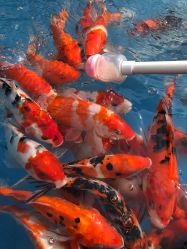 -萌宠亲子动物乐园(槐房万达店)