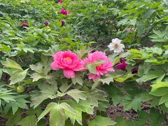 -莲花池公园