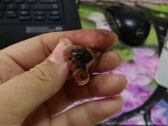 -小宝栗子(嘉华国际商业中心店)
