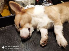 -more than meow吴止猫主题餐厅(承德 中船汇店)