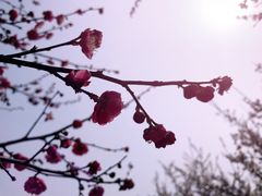 -香雪海