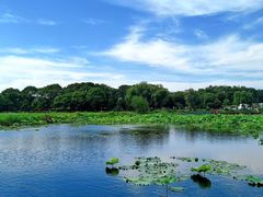 -荷塘月色湿地公园·向阳花洲