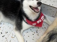 -Husky Go!哈士奇体验馆·宠物咖啡厅狗咖