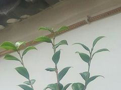 -三塔倒影公园
