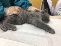 -美联众合动物医院(·中兽医·疑难杂症·严家桥分院)