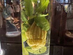 -广东中医药博物馆