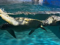 -北戴河圣蓝海洋公园