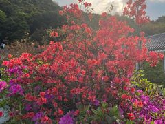 -梧桐山风景名胜区
