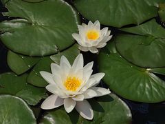 -群力丁香公园