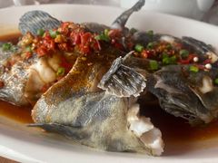 野生石斑鱼-丰收渔港饭店(嵊泗店)