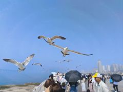 -星海湾跨海大桥