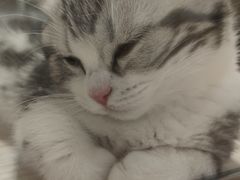-屋虎猫馆(宝安大仟里店)