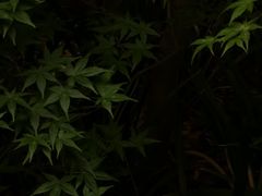 -成都市活水公园