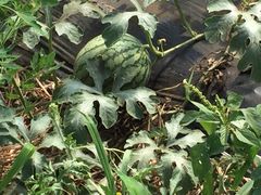 iphone_upload_pic-阿林有机农庄