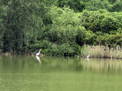 -华侨城湿地公园