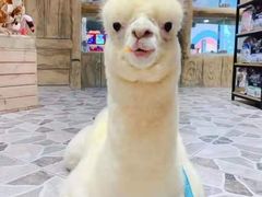 -MR.ZOO小小动物元室内动物园(沈阳沈河盛京中心)