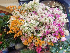 -溪岸路花鸟市场