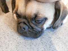 -喜柴咖啡·柴犬狗咖