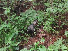 -苍山感通索道