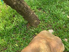 -南国桃园旅游度假区