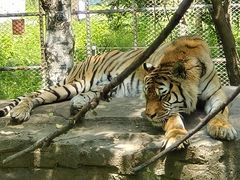 -哈尔滨北方森林动物园