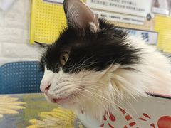 -平行世界·猫咖(首经贸店)