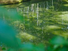 -西芳寺(苔寺)