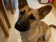 -萌兽医馆·宠物医院·猫骨科(创景店)