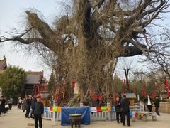 -大槐树寻根祭祖园