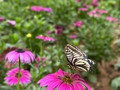 -北京国际鲜花港