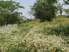 -盘龙城国家考古遗址公园