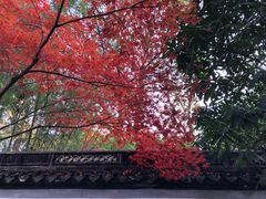 -秋霞圃