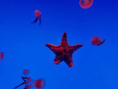 -上海海洋水族馆