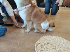 -南京Hallo宠物乐园·哈罗犬舍·柴犬繁育基地