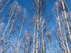 -北极村旅游风景区