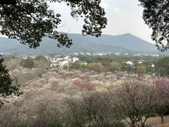 -香雪海