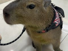 -北京观赏动物医院·24小时大型综合·猫专科·异宠专科
