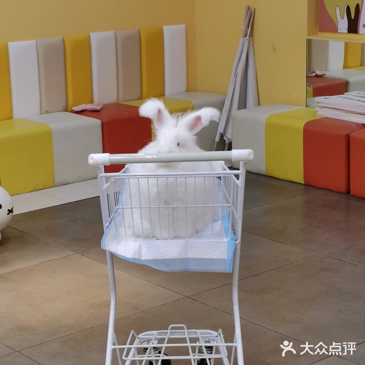 成都必打卡项目，安哥拉巨兔馆