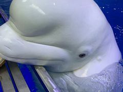 -秦皇岛乐岛海洋王国